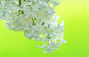 Cool White Lilac On Lemon Lime